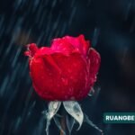 puisi mencintai diri