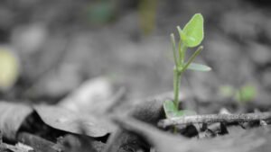 puisi mencintai diri