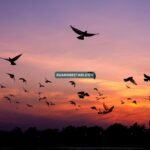 Merpati, Senja, dan Lelakiku