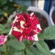 inggy farabi