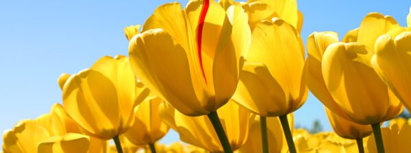 Laila Rizki Hanantya